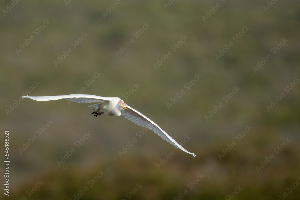 Western cattle egret (Bubulcus ibis) in flight (flying). Western Cape. South Africa Western cattle egret (Bubulcus ibis) in flight (flying). Western Cape. South Africa