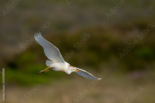 Western cattle egret (Bubulcus ibis) in flight (flying). Western Cape. South Africa