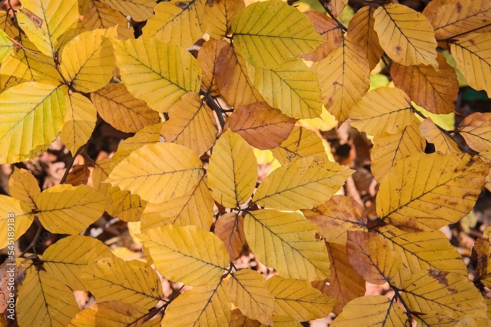 Fototapeta premium View of colorful autumn leaves in the forest, background