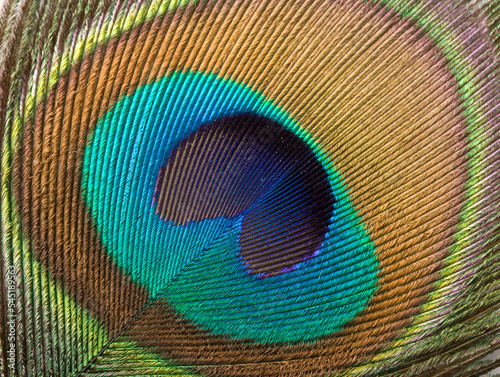 Peacock plume close up texture background © Dmitry Rukhlenko