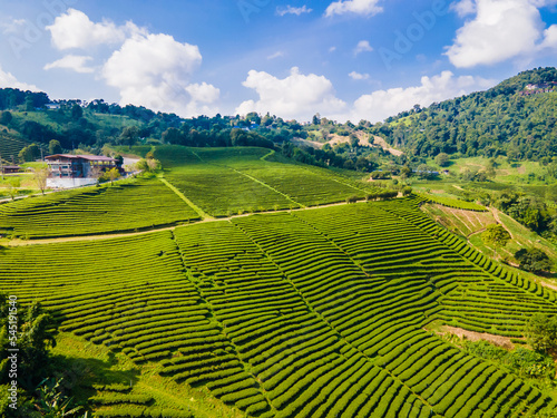 Landscape top view of tea plantation at Doi Mae Salong Chiang Rai, Thailand is Top tourist destinations and Landmark of Chiang Rai © powerbeephoto