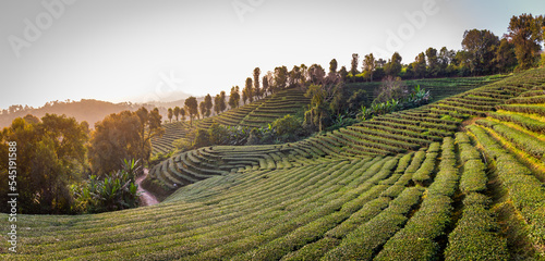 Panorama Landscape view of tea plantation at Doi Mae Salong Chiang Rai, Thailand is Top tourist destinations and Landmark of Chiang Rai