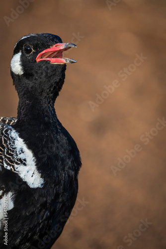 Southern black korhaan or black bustard (Afrotis afra) calling or vocalising (vocalizing) Western Cape. South Africa photo