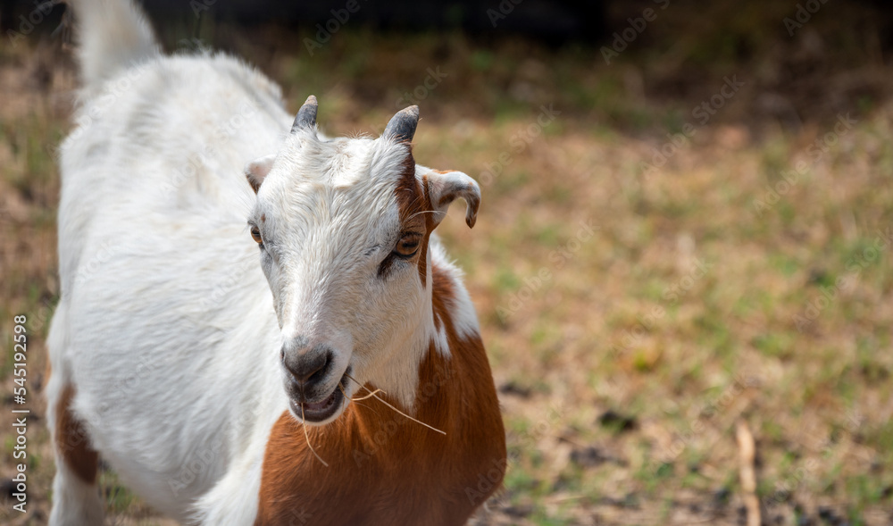 Young goat nibbling on straw in Missouri Young goat nibbling on straw in Missouri