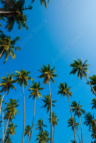 Coconut palm trees over clear blue sky at sunny summer day on tropical beach