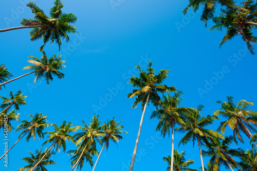 Lush green crowns of coconut palm trees over clear blue sky on tropical beach at summer day