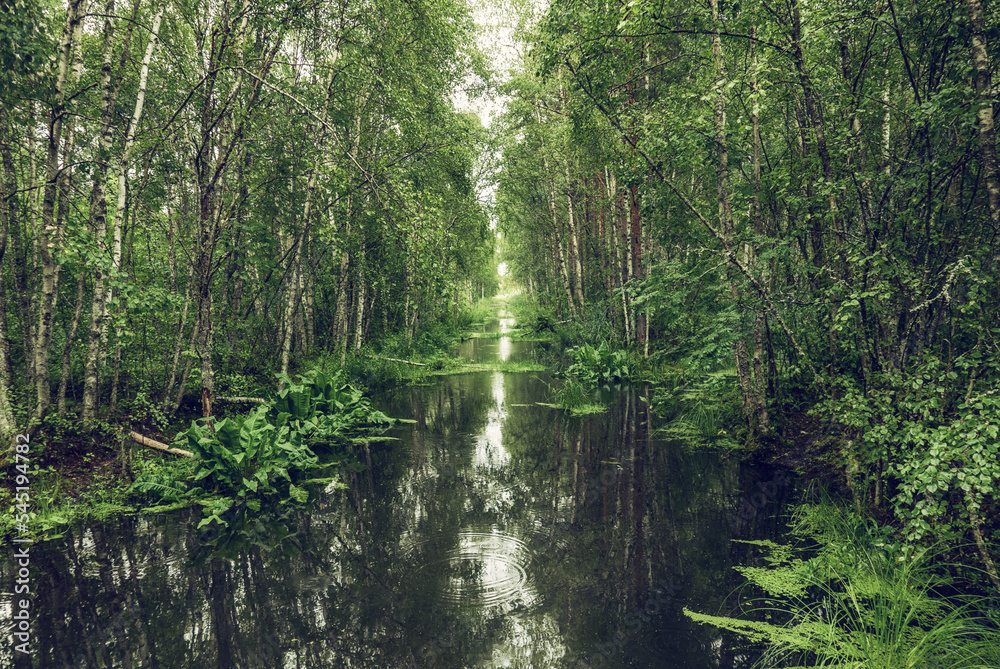 Swamp in the forest Swamp in the forest