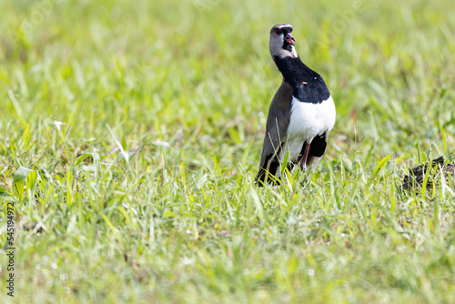 Southern Lapwing (Vanellus chilensis) on a grass field photo