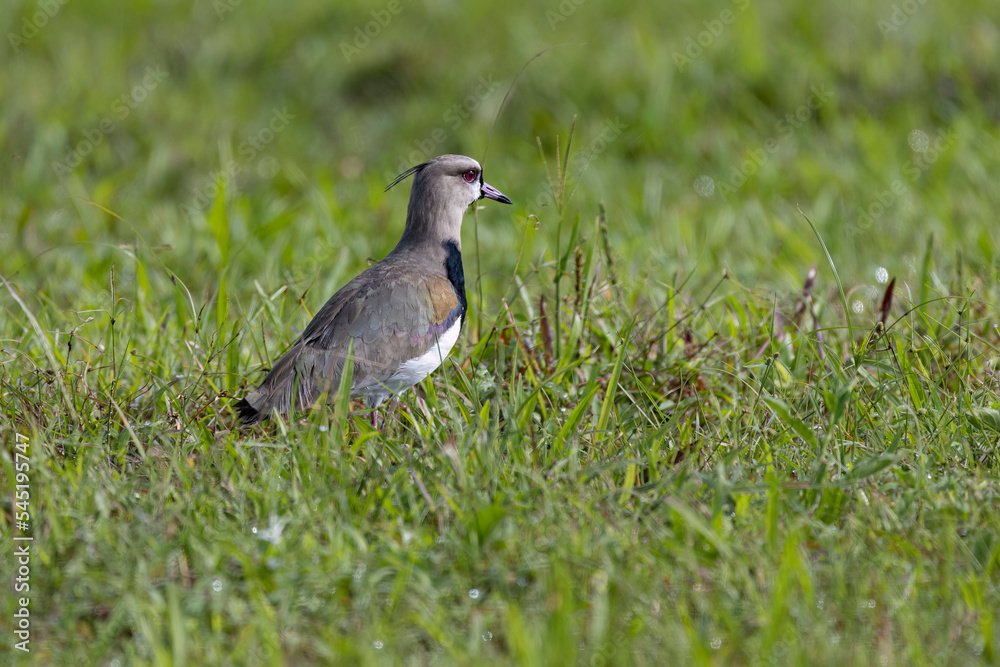 Southern Lapwing (Vanellus chilensis) on a grass field Southern Lapwing (Vanellus chilensis) on a grass field