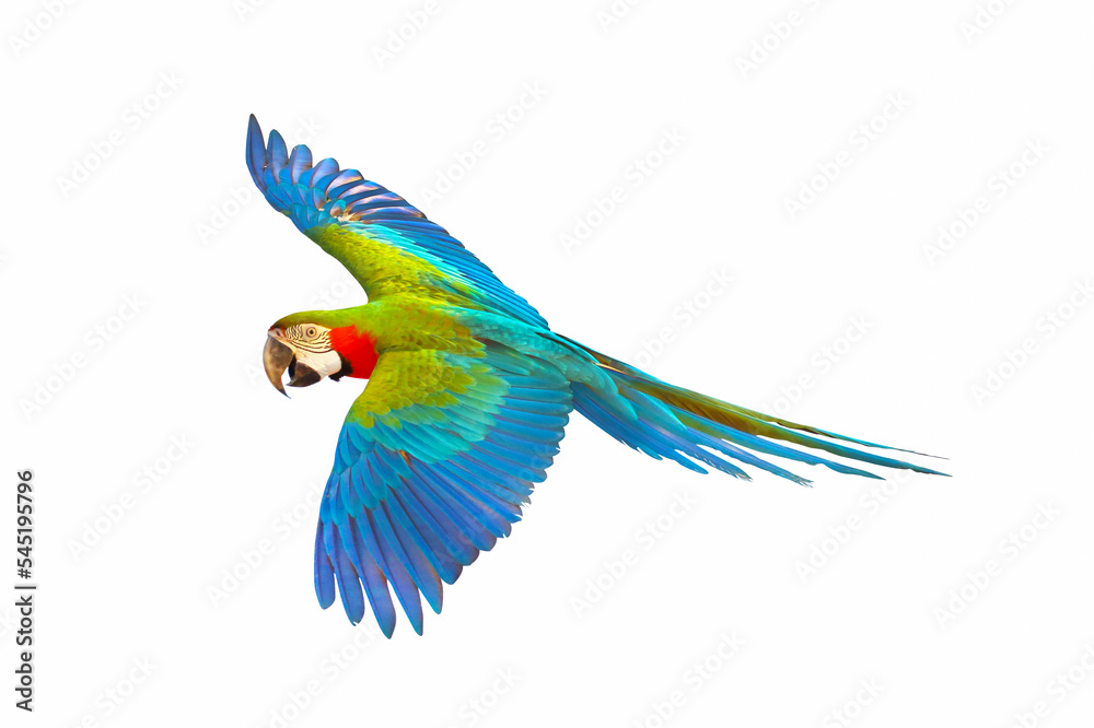 Harlequin macaw parrot flying isolated on white background.