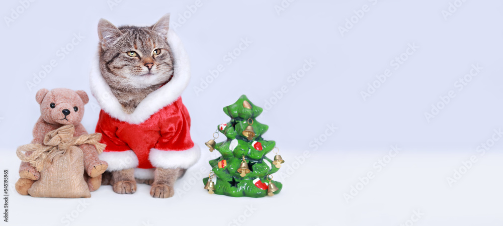 Beautiful holiday web banner with copy space. Portrait of a Kitten and little toy Teddy Bear. Merry Christmas. Happy New Year . Cat in Santa costume. Cat on the white background. Presents. Snow falls