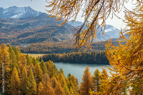 Herbstlicher Lärchenwald am Silsersee, Engadin, Graubünden, Schweiz photo
