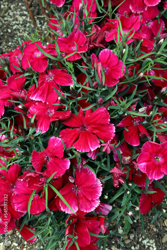 Close up of red China Pink flowers, Sydney New South Wales Australia
