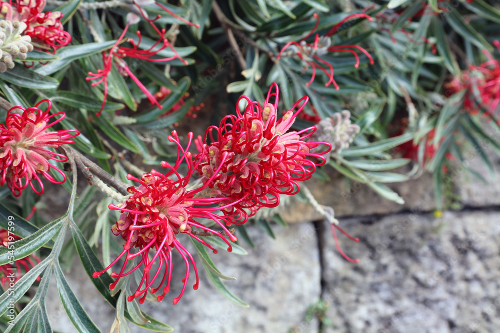 Red Silky Oak bloom, Sydney New South Wales Australia
