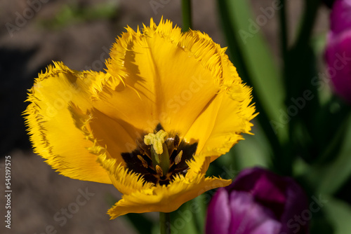 Gelbe Tulpe