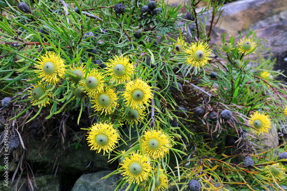 Yellow Broad-leaf Drumstick flowers, Sydney New South Wales Australia
Yellow Broad-leaf Drumstick flowers, Sydney New South Wales Australia