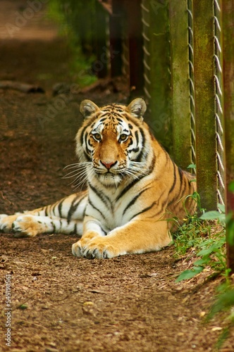 Fototapeta Naklejka Na Ścianę i Meble -  Vertical shot of a striped tiger sitting on the ground in a cage in a sanctuary