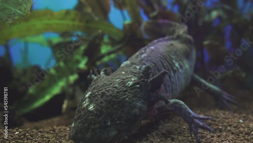 A gray axolotl jerked to a new floating position