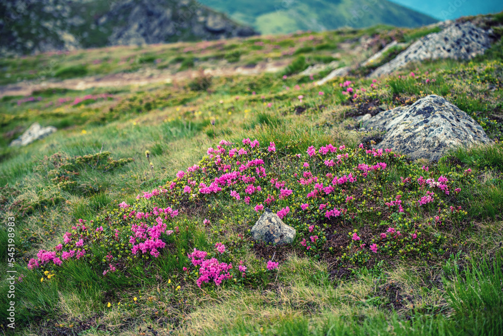 Obraz premium Rhododendron flowers in nature