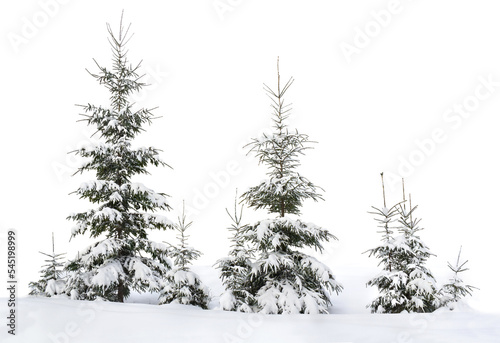 Fir trees covered snow on a white background with space for text. Christmas trees in snow