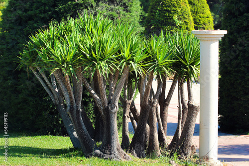 Spineless yucca, or Yucca gigantea, in a public park in Antalya, Turkey photo
