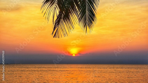 Palm Leaf Silhouette Dark Black Sea Background Sky Dusk Sunset