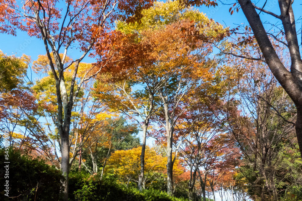 Naklejka premium 大津市瀬田 文化ゾーン 大学へ続く秋の歩道
