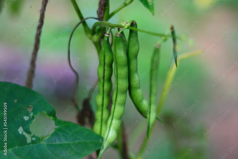 Closeup shot of the green beans growing in the garden Closeup shot of the green beans growing in the garden