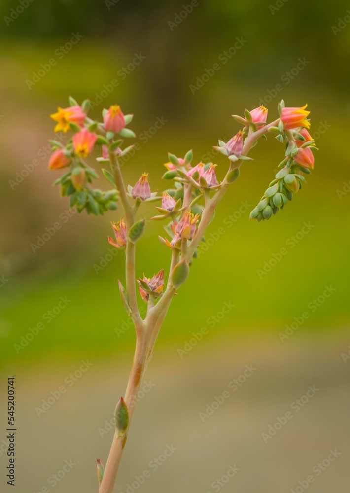 Selective focus of a blooming echeveria flowers (echeveria imbricata) Selective focus of a blooming echeveria flowers (echeveria imbricata)