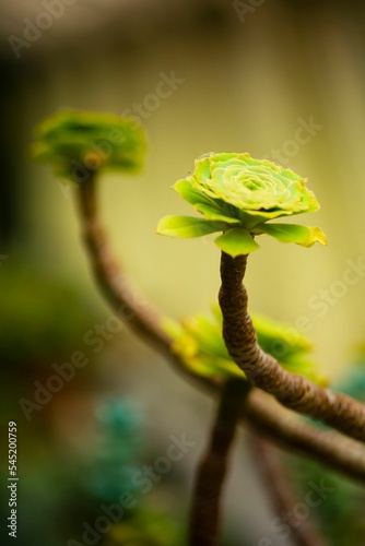 Vertical selective focus of a half-bloomed Irish rose (aeonium arboreum) flower