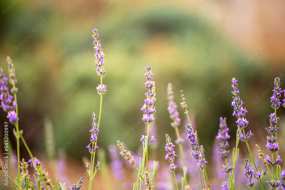 Obraz premium Lavender beautiful flowers