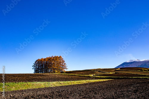 Japanese larch hills of Tsumagoi Kogen in autumn. photo