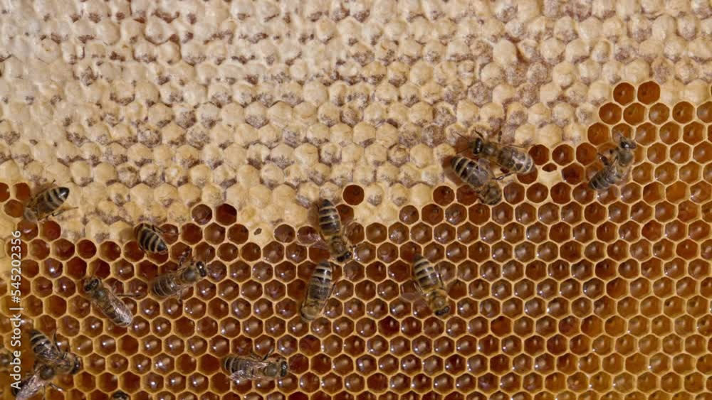 Half-sealed honeycombs with some bees on top. Insects working hard to seal the full cells with wax covers. Close up. Half-sealed honeycombs with some bees on top. Insects working hard to seal the full cells with wax covers. Close up.