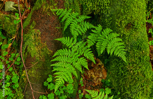 Fern leaf background