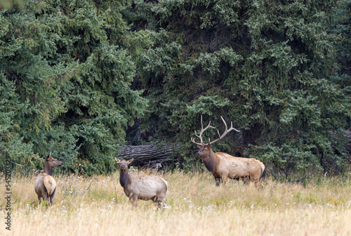 Bull and Cow Elk in the Rut in Wyoming in Autumn
