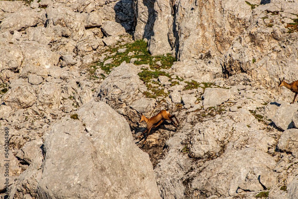 Chamois in Julian alps, Slovenia Chamois in Julian alps, Slovenia