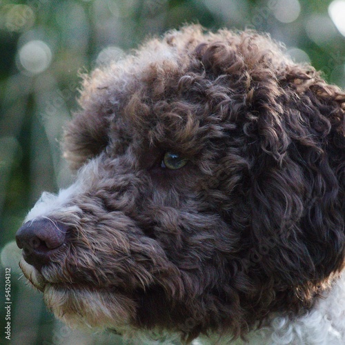 Closeup shot of a Lagotto Romagnolo on the blurry background