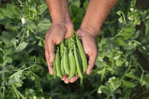 Top closeup of hands holding a handful of freshly picked green peas green field background