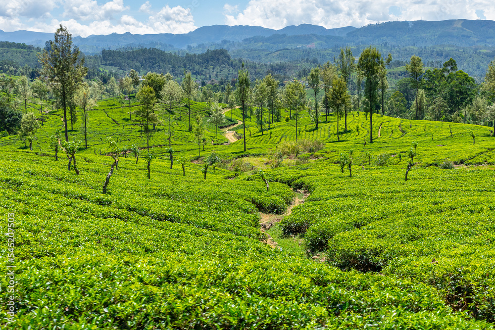Sri Lanka Tea Plantation. Green Fields. Haputale, Sri Lanka.