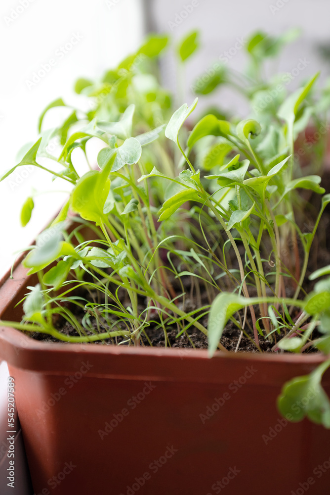 box with fresh green seedlings or microgreens close up box with fresh green seedlings or microgreens close up