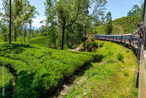 Sri Lanka Tea Plantation. Green Fields. Haputale, Sri Lanka. photo