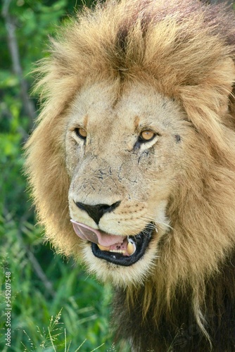 Vertical closeup shot of a male African lion in the Kruger Park