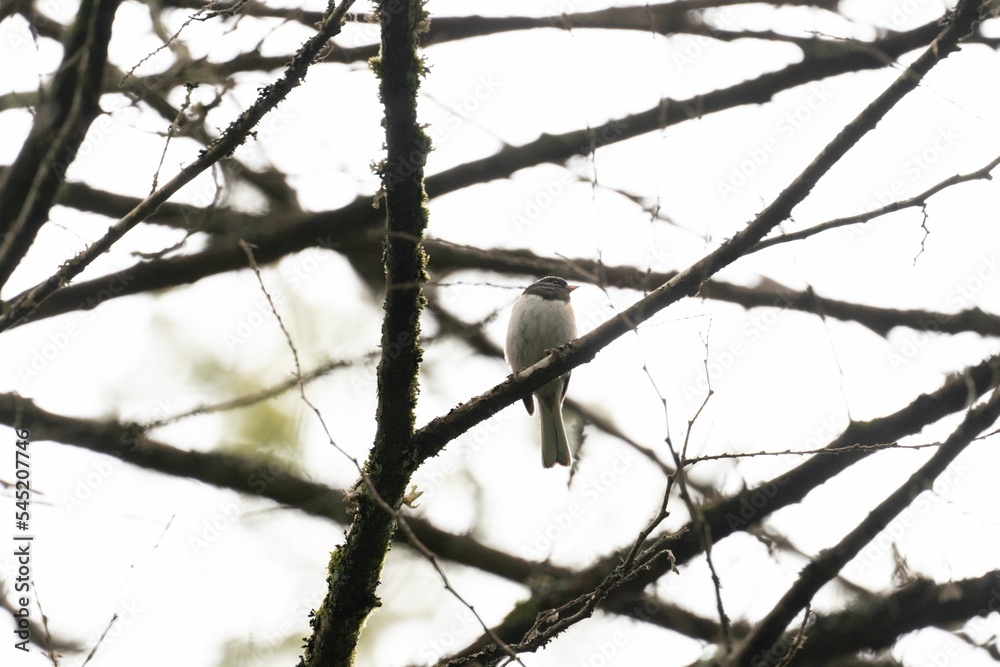 Dark-eyed junco (Junco hyemalis) sitting on a naked branch Dark-eyed junco (Junco hyemalis) sitting on a naked branch