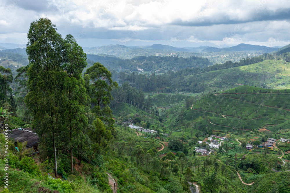 Sri Lanka Tea Plantation. Green Fields. Haputale, Sri Lanka.