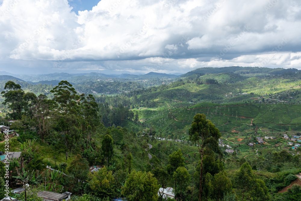 Sri Lanka Tea Plantation. Green Fields. Haputale, Sri Lanka.