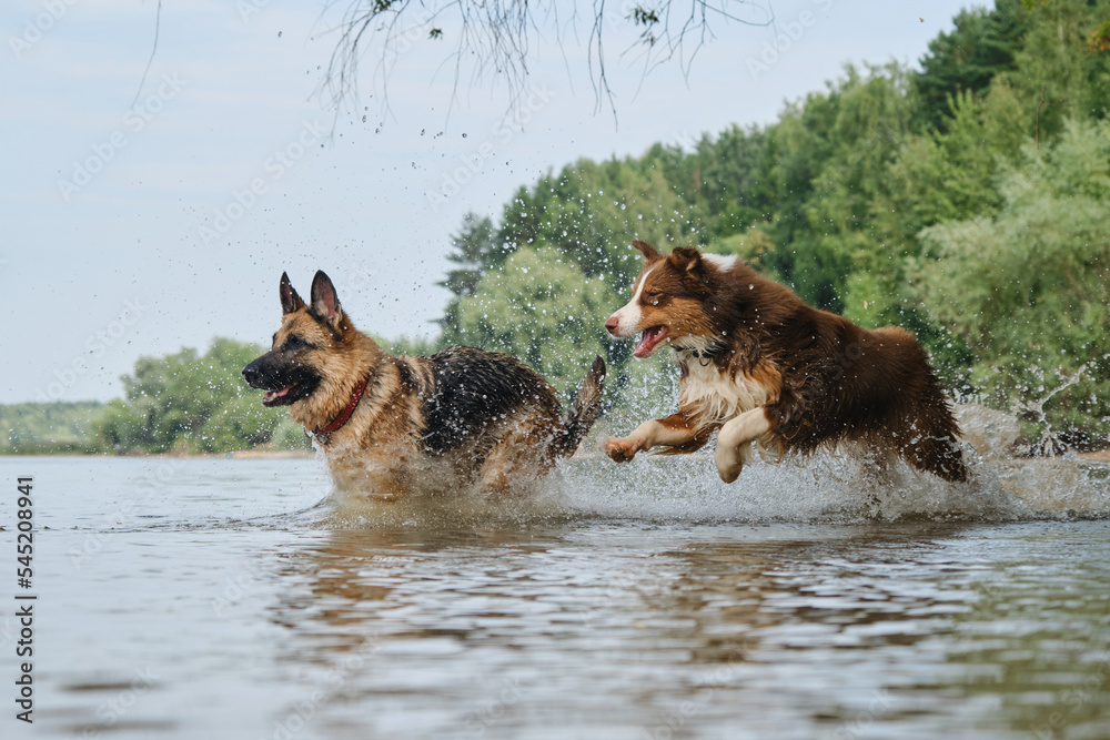 Australian and German Shepherd have fun on river on sunny hot summer day. Active and energetic pets in nature. Two dogs playing catch up running in water. Spray flying in different directions. Australian and German Shepherd have fun on river on sunny hot summer day. Active and energetic pets in nature. Two dogs playing catch up running in water. Spray flying in different directions.