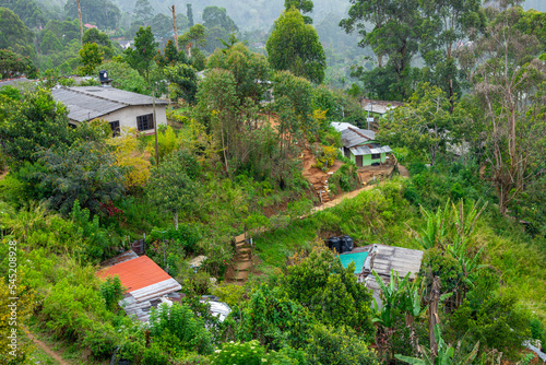 Sri Lanka Tea Plantation. Green Fields. Haputale, Sri Lanka.