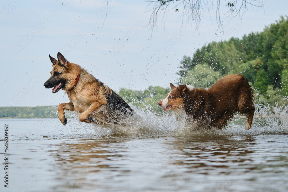 Australian and German Shepherd have fun on river on sunny hot summer day. Active and energetic pets in nature. Two dogs playing catch up running in water. Spray flying in different directions. Australian and German Shepherd have fun on river on sunny hot summer day. Active and energetic pets in nature. Two dogs playing catch up running in water. Spray flying in different directions.