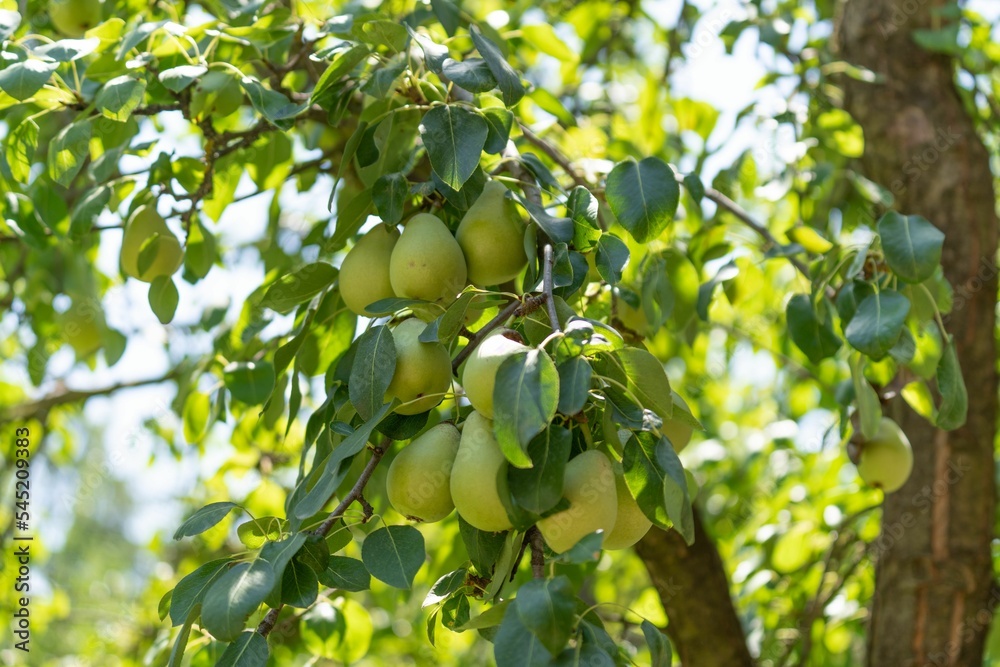 Closeup shot of pears growing on a tree Closeup shot of pears growing on a tree