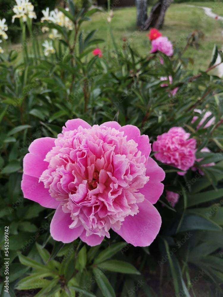 une fleur banal d'un éclat extraordinaire